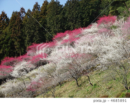 青梅 吉野梅郷 4685891