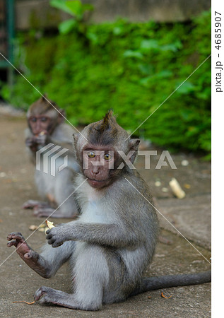 ウブドの小猿 ウブドの小猿 4685907