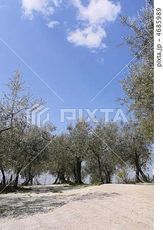 オリーブ畑 オリーブ畑 4685989
