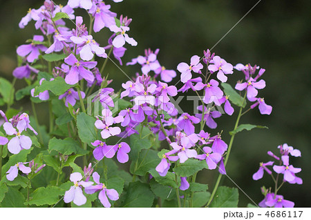 ムラサキハナナの花 4686117