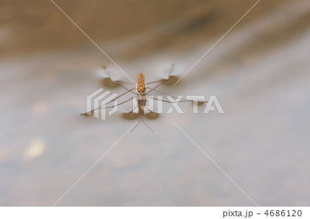 コセアカアメンボ 4686120