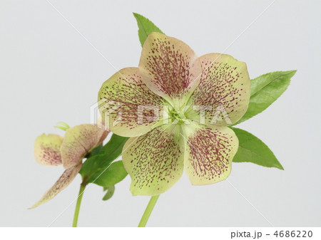 レンテンローズ 4686220