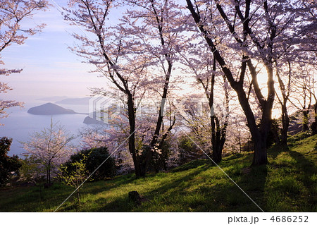 紫雲出山の桜と朝日 4686252