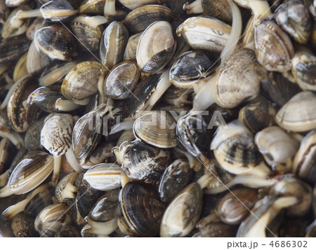アサリ砂出し中 4686302