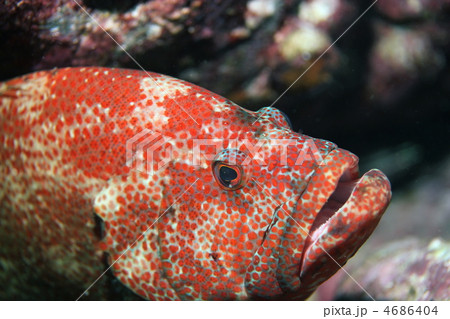 アザハタ アザハタ 4686404