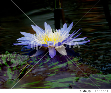 花弁／花びら／花／植物／ローキー 4686723