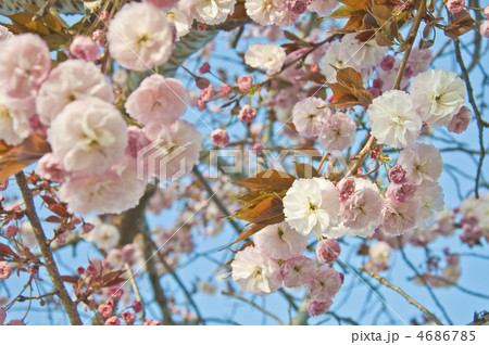 青空と優しい色の八重桜　普賢象 4686785