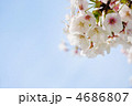 青空と染井吉野ソメイヨシノ(バラ科) 4686807