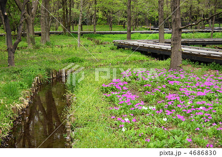 4月　サクラソウ・サクラソウ科15群生地 4686830