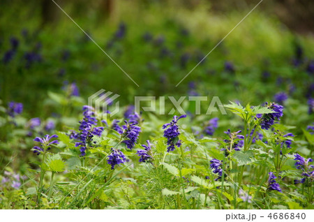 4月 タツナミソウ・シソ科07群生地 4月 タツナミソウ・シソ科07群生地 4686840