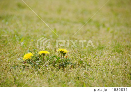 4月 タンポポ・キク科61 4月 タンポポ・キク科61 4686855