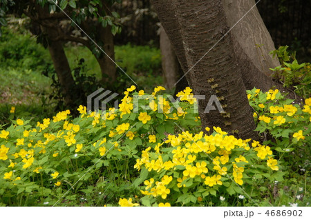 4月 ヤマブキソウ・ケシ科09群生地 4月 ヤマブキソウ・ケシ科09群生地 4686902