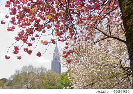 4月　関山カンザン02桜サクラ 4686930