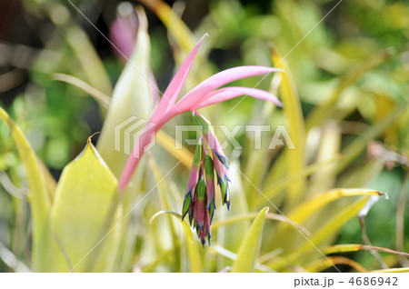 ビルベルギア・ヌータンス 4686942