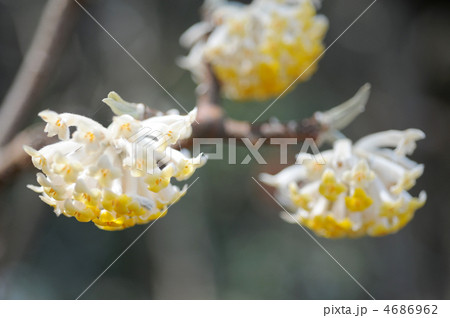 ミツマタの花 ミツマタの花 4686962