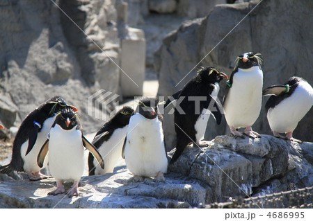 葛西臨海水族園の「ペンギン」 4686995
