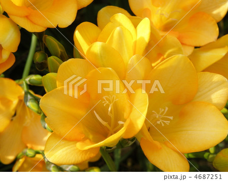 フリージア フリージア 4687251