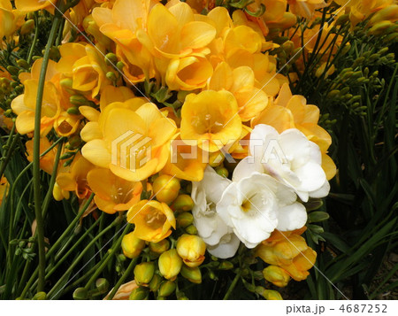 フリージア 4687252