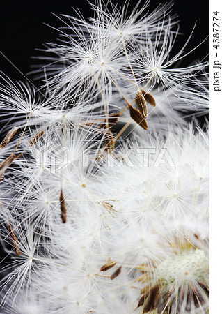 タンポポの綿毛 タンポポの綿毛 4687274