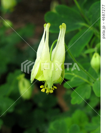 アキレギアの蕾 4687277