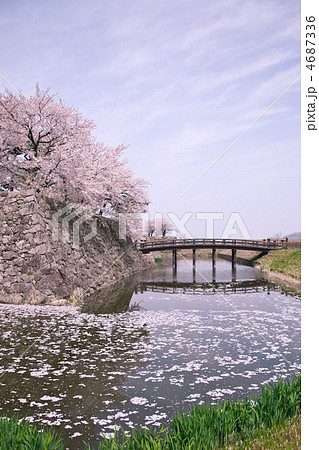 お堀の水面に舞い散る桜 お堀の水面に舞い散る桜 4687336