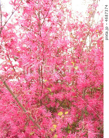 紅花常盤満作 ベニバナトキワマンサク 花言葉 私から愛したいの写真素材