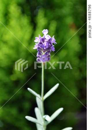 ラベンダー 4688796