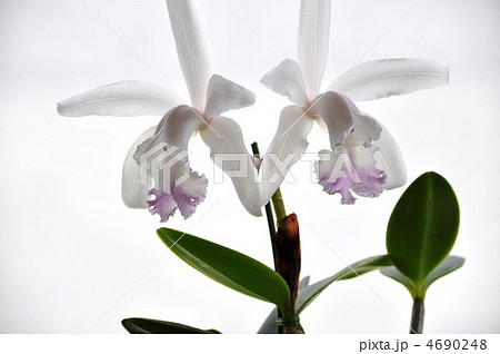 清楚なイメージのインターメディア・デリカータ 4690248