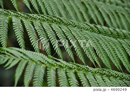 きれいに揃うマルハチの葉 4690249