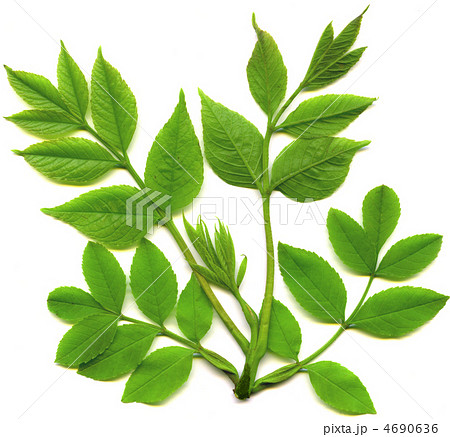 green leafs of tree isolated green leafs of tree isolated 4690636