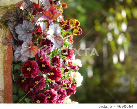 木漏れ日の中の寄せ植え 4690664