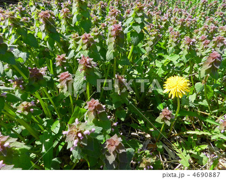 ヒメオドリコソウとタンポポ 4690887