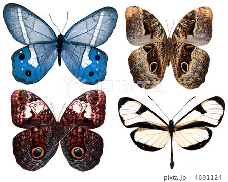 butterfly isolated 4691124