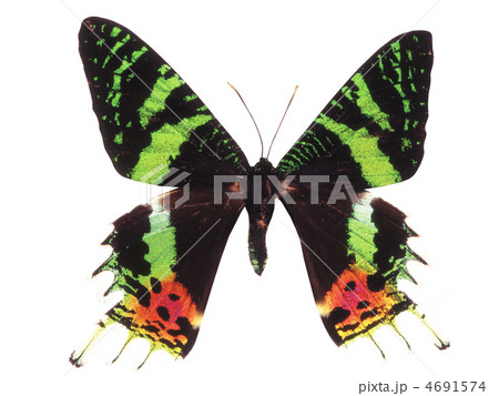 butterfly isolated 4691574