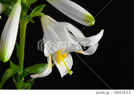 lily on black 4691653