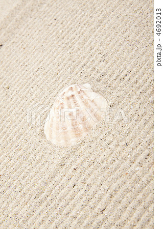 pearl on the seashell 4692013