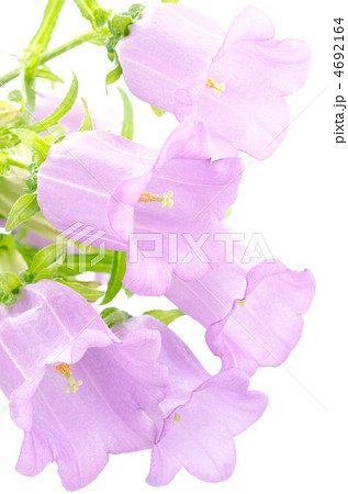 紫のフウリンソウの花 4692164