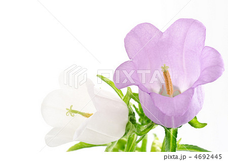 紫と白のフウリンソウの花 紫と白のフウリンソウの花 4692445