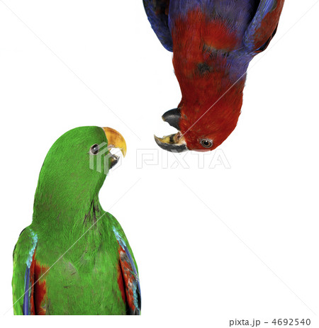beautiful red and green macaw parrots beautiful red and green macaw parrots 4692540