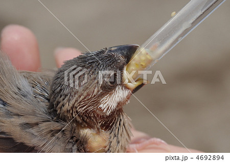 文鳥のヒナ 4692894