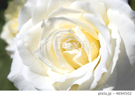 white rose 4694502