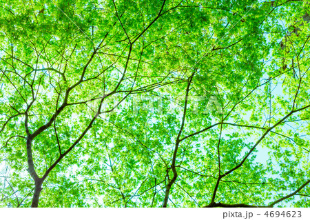 楓の新緑 4694623