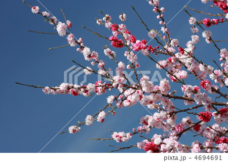 【源平桃】 4694691