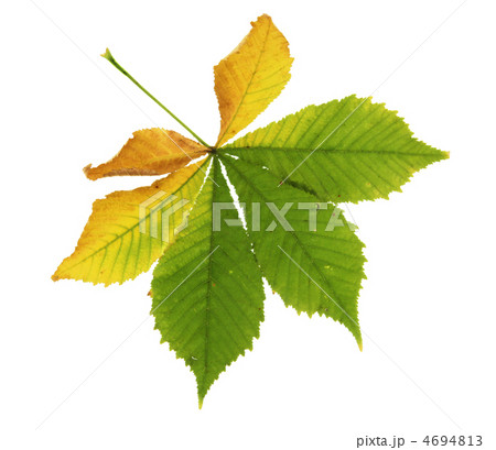 leaf of  chestnut in autumn 4694813