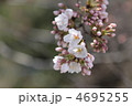 桜 4695255