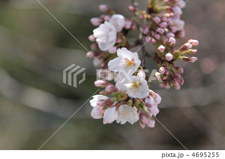 桜 桜 4695255