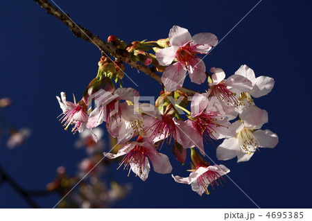 ヒマラヤザクラ 4695385