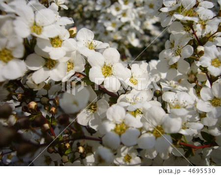 春の足音 4695530