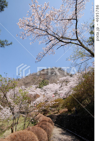 山梨県　大月市　岩殿山　桜 4695786