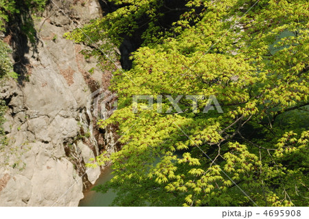 山梨県　大月　猿橋　春 4695908